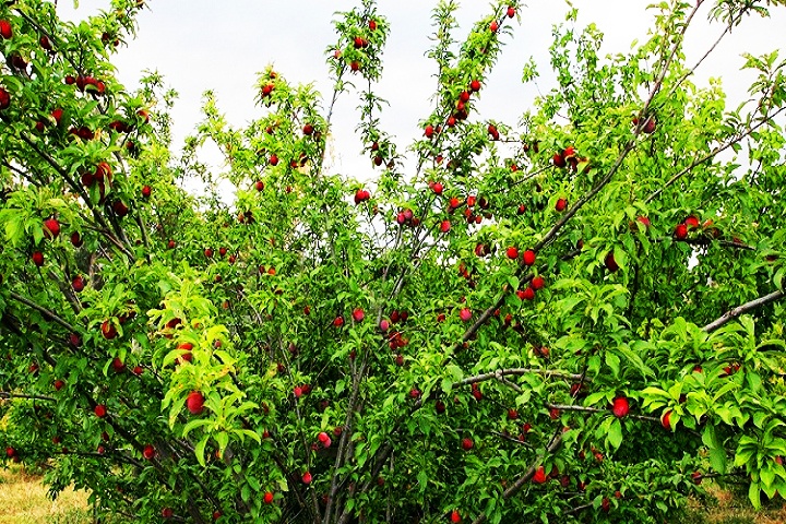 Chaubatia Orchard