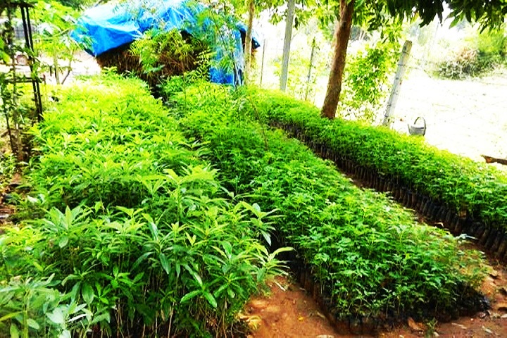 Saputara Forest Nursery