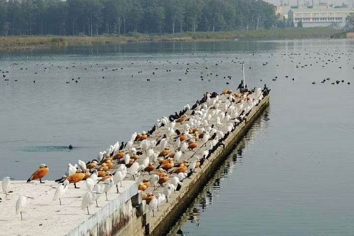 Asan Barrage Bird Sanctuary